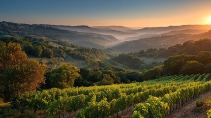 Naklejka premium Breathtaking Sunset Over Lush Green Vineyard Landscape in Rolling Hills With Misty Background and Golden Horizon
