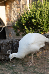 White peacock is feeding in a park.