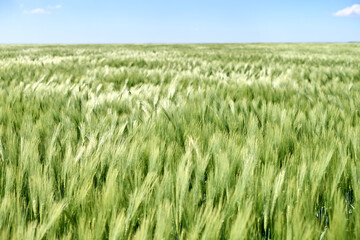 Vibrant green wheat fields stretching into distance with line of bright sky filled with clouds, reflecting endless possibilities and freedom