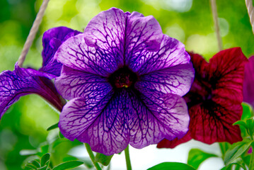 purple flower in the garden