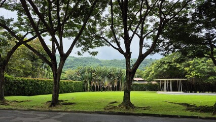 trees in the park