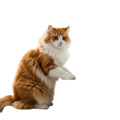 Obraz premium Fluffy orange and white cat sitting upright and alert