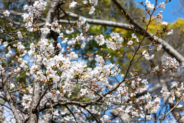 桜の木の背景