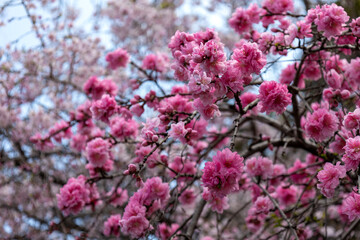 桜の木の背景