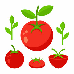 Whole and parts of farm tomatoes plant icons o white background.
