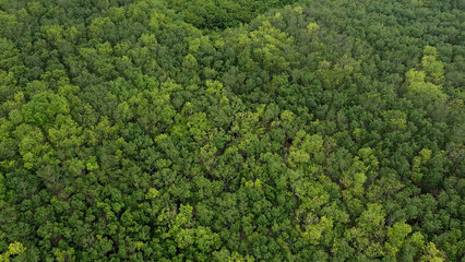 Aerial Forest Canopy: A breathtaking aerial view of a dense forest canopy, showcasing the vibrant green hues of leaves and the intricate network of branches.
