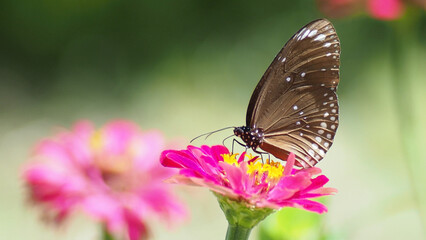 A Butterfly's Embrace: A captivating butterfly delicately perched on a vibrant pink flower, its wings open to reveal intricate patterns and colors, creating a stunning display of nature's artistry.