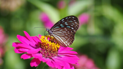 Butterfly on a Flower: A close-up shot captures a butterfly gracefully perched on a vibrant pink flower, a moment of natural beauty and the delicate interaction between insect and flora.