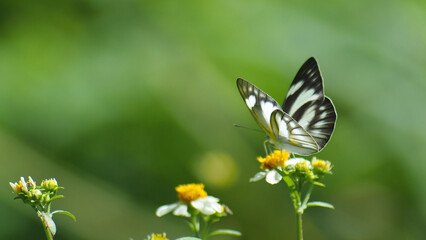 Butterfly on flower: A captivating moment captured as a beautiful butterfly delicately lands upon a vibrant yellow flower, showcasing nature's delicate balance.