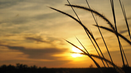 Golden Hour Silhouette: Delicate grass plumes sway gently against the backdrop of a breathtaking sunset, casting soft shadows and painting the sky with warm hues