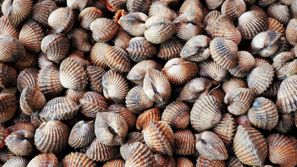 Clam Shells: A pile of clam shells fills the frame, offering a glimpse into the bounty of the ocean. The shells' textured surfaces and intricate patterns create a visually appealing and tactile scene.