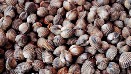Fresh Clams: A close-up shot of many fresh clams, showcasing their intricate shells and textures. Perfect for culinary or seafood-themed projects. 
