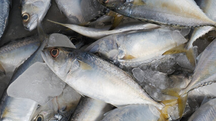 Fresh Fish Delights: A close-up capture showcases fresh fish, nestled within a bed of ice, emphasizing the natural texture and appetizing appeal.