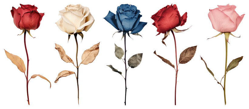 PNG Real Pressed a single red rose flower petal plant transparent background.