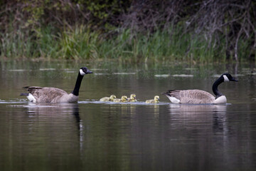 Family of Canada geese Branta canadensis mother and father taking their four goslings for a swim