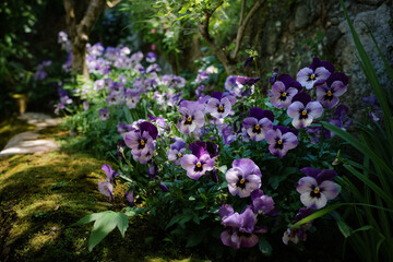 Fototapeta premium a bunch of purple pansies growing in a garden