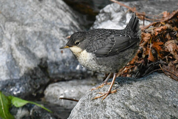 dipper with pullet on the river in spring