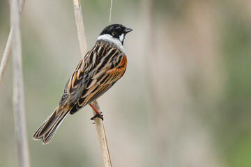 marsh bunting bird on reed in swamp