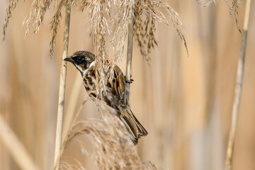 marsh bunting bird on reed in swamp