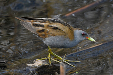 crake bird living in swamps in the foreground in spring