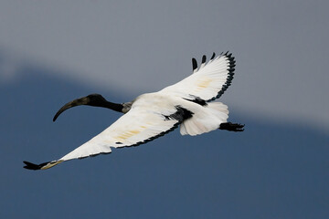 sacred ibis migrating bird in April