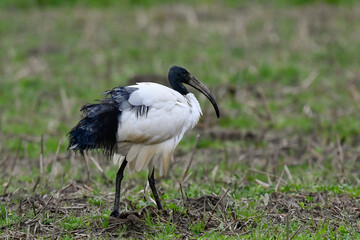 sacred ibis migrating bird in April