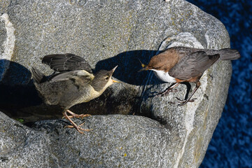 dipper with pullet on the river in spring