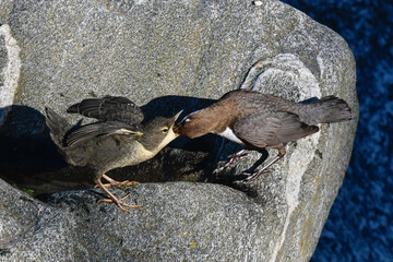 dipper with pullet on the river in spring