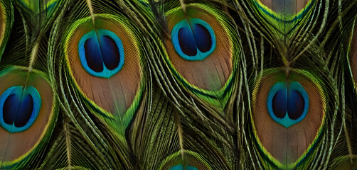 Obraz premium Peacock Feather Background – Colorful Iridescent Macro Texture 