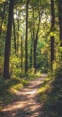 Fototapeta premium Sunlit forest path winds through tall trees