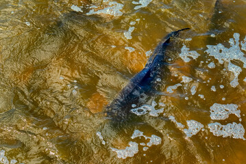 Lake Sturgeon Spawning At The Fox River Dam And Rapids At De Pere, Wisconsin, In Spring