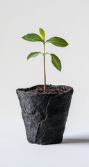 Small seedling in dark planter