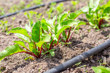 young beet sprouts on a bed with drip irrigation. Growing and watering vegetables in the garden