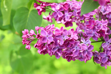 Beautiful varietal lilac flowers with selective focus. Floral background. Nature in spring. Close-up of lilac bush blossom