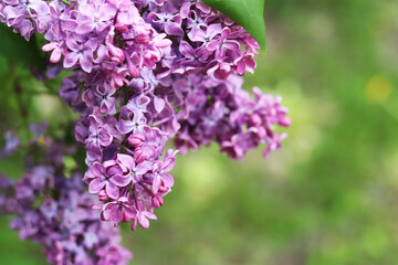 Beautiful varietal lilac flowers with selective focus. Floral background. Nature in spring. Close-up of lilac bush blossom