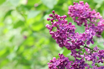 Beautiful varietal lilac flowers with selective focus. Floral background. Nature in spring. Close-up of lilac bush blossom