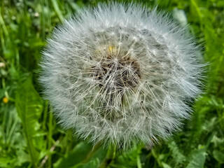 Macro Shot of a Dandelion Gone to Seed Nature s Delicate Beauty