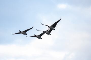 groupe d'oiseaux en vol, ailes déployées et plumes détaillées, symbolisant la grâce et la liberté