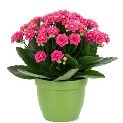 Flaming katy in green pot isolated on white background. use cases: decoration, gift.