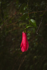 Flowers of Chile, national emblem Copihue