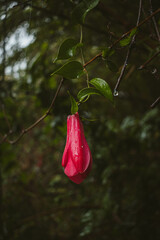 Flowers of Chile, national emblem Copihue