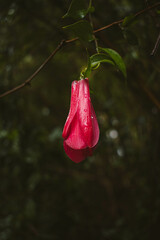 Flowers of Chile, national emblem Copihue
