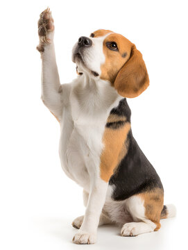 A beagle is sitting and lifting one paw as if asking a question in a well-lit indoor space