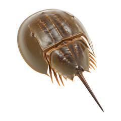 Horseshoe Crab Isolated on transparent background