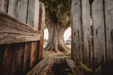 015-047-031-u8969375333_A_tree_framed_by_a_rustic_wooden_fence._--ar_32_-_3692e2c5-ff71-4b82-9248-e3ca2b4dd1fa_2