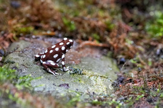 Baumsteigerfrosch auf einem Stein