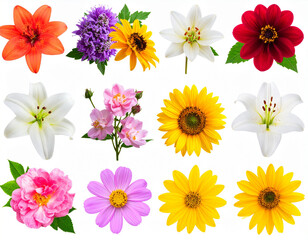 Berbagai Bunga Terisolasi di Latar Putih, Different flowers isolated on white background.