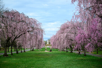 Obraz premium blooming cherry tree