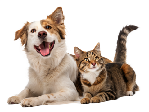  Cat and Dog sitting together on a white background, isolated, looking cute and friendly ai generated