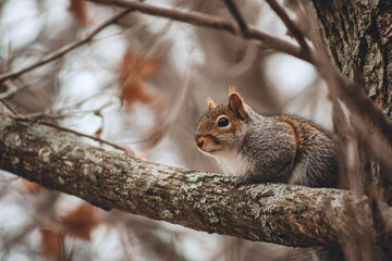 Obraz premium 015-047-075-u8969375333_A_tree_with_a_squirrel_perched_on_a_branch._--ar__4638d48f-cd1d-4e59-a5ec-dcfd580248ba_2